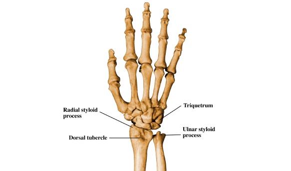 Quiz On Human Skeletal System - ProProfs Quiz